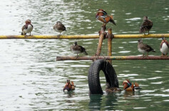 秋日的北海公园，一池成双的鸳鸯
