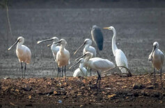 候鸟来了！白鹳、白琵鹭……共舞岳阳湿地“周年庆”