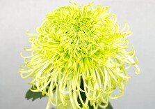 今年的“菊王”来啦！将携2000余盆精品菊花亮相