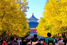 秋色浸染，天坛银杏大道换上“金衣”