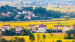 枫林花海石榴红：看湖南这个多民族村寨如何打造“和美村寨”新样板