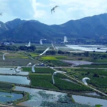 湘粤携手守护“千年鸟道” 生态蓝山成为“候鸟天堂”