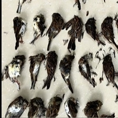 田间布网捕鸟？大通湖公安连藏有野生鸟类的冰柜一起“端”！