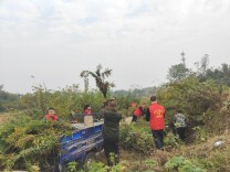 华容县联合开展“加拿大一枝黄花”专项清剿行动