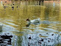 海淀“莫奈花园”已开启五彩斑斓“童话模式”