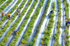 构建推进乡村全面振兴的长效机制