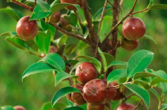 株洲市林业局调度中央财政油茶产业发展示范奖补项目工作