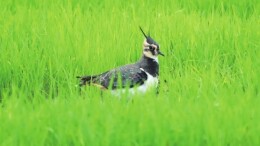 炎陵发现濒危物种凤头麦鸡
