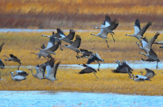 候鸟迁飞通道保护修复实践研讨会在广西举办