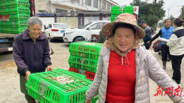 澧县小渡口镇：庭院土鸡养殖“啄”开致富门