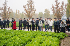 当湖湘智慧遇见雄安热土，毛白菜绘就乡村振兴新图景