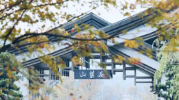 深秋已至，长沙街头银杏开始变黄啦