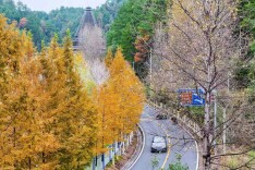 图说｜水杉伴路秋正浓