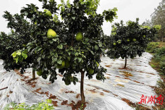 临澧 “方寸地”长出“摇钱树”