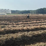 汨罗长乐：“稻菌轮作”激活冬闲田 秸秆循环长出“生态菇”