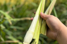 熊其雨专栏|又闻秋夜野茭香