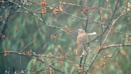 张京明 | 再上神农架：一场与飞羽的秋日聚会