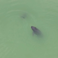 “稀客”到访！12只江豚的别样“冬游”，为何选在南洞庭？