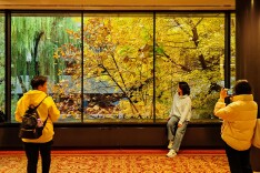“银杏之窗”再现“金色画卷”