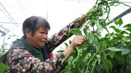 衡山：秋延后辣椒大批量上市，成为带动乡村增收的“富民椒”