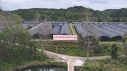 众鑫农业：淫羊藿起苗忙 富民增收前景广