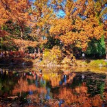 美不胜收！北京彩叶黄绿相间，橙红相衬