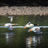 “鸟中大熊猫”中华秋沙鸭提早造访，麻阳生态获濒危物种青睐