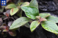 湖南首次发现！极危植物“红头索”长这样→