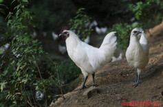 “雪峰乌骨鸡”入选国家级畜禽遗传资源保护名录