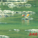 生态向好江水清 成群鸳鸯来越冬