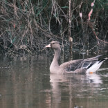 资兴：又是一年候鸟迁徙季 “新老朋友”来相会