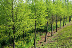 衡南县召开造林绿化工作座谈会