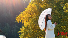 【大美鹤城】鹤城区：千年银杏披金衣冬日美景醉游人