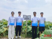 千年贡莲焕新生：一支高校团队的“古方”与“新路”