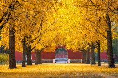 银杏浓烈似金，松柏深翠如墨！京城这景色太美了