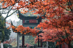 周末·美景丨太美了！一年一度，长沙人最盼望的这天来了（附攻略）