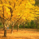 今日科普｜满街金黄银杏，为何却说它是濒危植物？