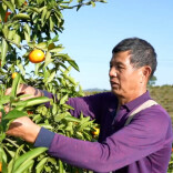 中方县“山下红”喜获丰收 特色产业铺就乡村振兴路