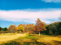 秋深冬浅时，奥森浸染缤纷色彩