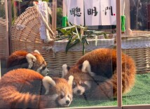 萌宝亮相！北京野生动物园上演小熊猫三胞胎百日宴