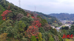 图集｜通道：彩林覆群山