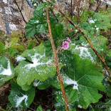 刚刚！湖南下雪了！！