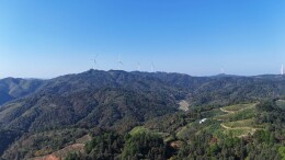 会同县青朗木舟村：千亩钩藤爬满坡 结出乡村振兴“金果果”