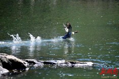 首只中华秋沙鸭如期飞抵通道侗族自治县 奏响冬日生态乐章