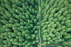 中国国土绿化和森林可持续经营成就斐然