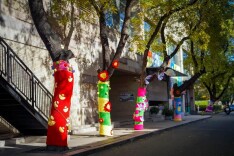 暖到了！北京东城这条胡同里的大树穿新衣啦~