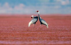 相约鄱阳！冬日湘赣行，镜头锁定蓼子花海仙鹤