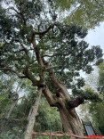 张家界茅岩河畔古苦槠：250年树皮撑起21米苍穹