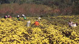 汨罗九雁村：20亩金丝皇菊绽放，“美丽经济”催生“金色”产业链