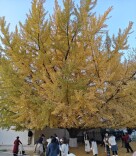 京城大树一夜间“脱发”，农展馆内这棵何以成“叶坚强”？